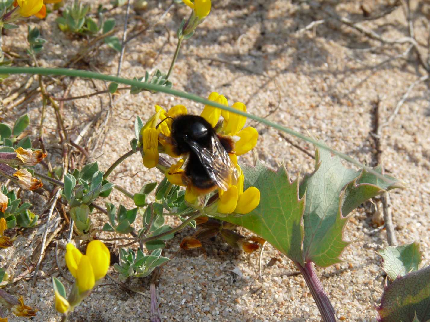 Bombus da determinare